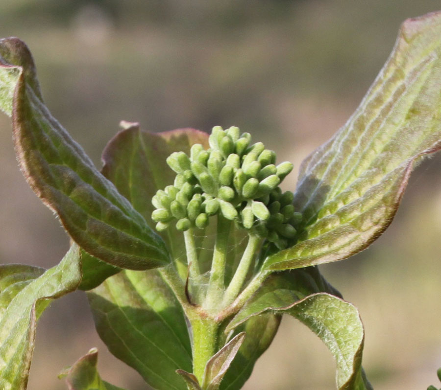 Cornus sanguinea L.